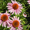 Tennessee Coneflower