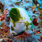 Urn ascidian