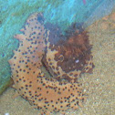 Sea Cucumber
