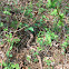 Copperhead