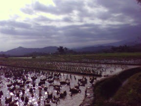 di sawah sana ada yg pelihara bebek