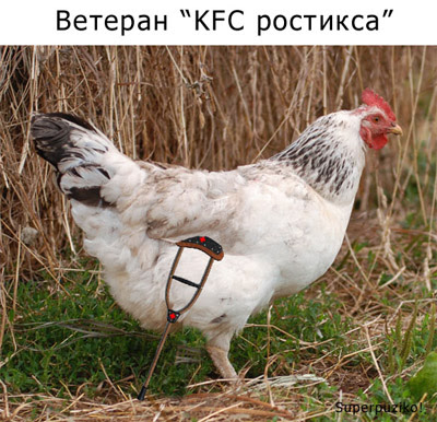 Ветеран KFC Ростикса