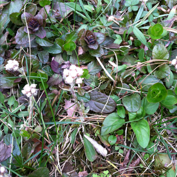 Spotting Image 1