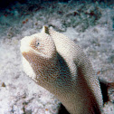Whitemouth Moray Eel