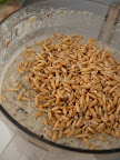Turning sprouted kamut wheat into raw bread dough