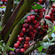 Fruto de zingiberaceae
