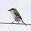Loggerhead shrike