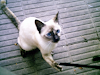 Vendo Gata Siamesa De 6 Meses