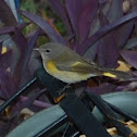 American Redstart (female)