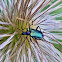 Log-horned beetle/Blaubock