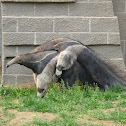 Giant anteater