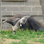 Giant anteater