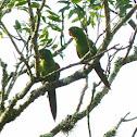 White-eyed Parakeet or White-eyed Conure