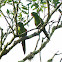 White-eyed Parakeet or White-eyed Conure