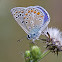 Common Blue