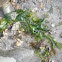 Alga marina. Seaweed