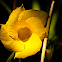 Mexican Oleander