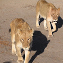 African Lion