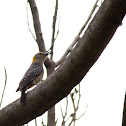 Carpintero