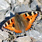 Small tortoiseshell butterfly