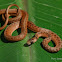 Florida Brown Snake