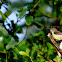 Olive-backed Sunbird or Yellow-bellied Sunbird( Female)