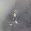 Orchard Orbweaver