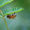 honey bee