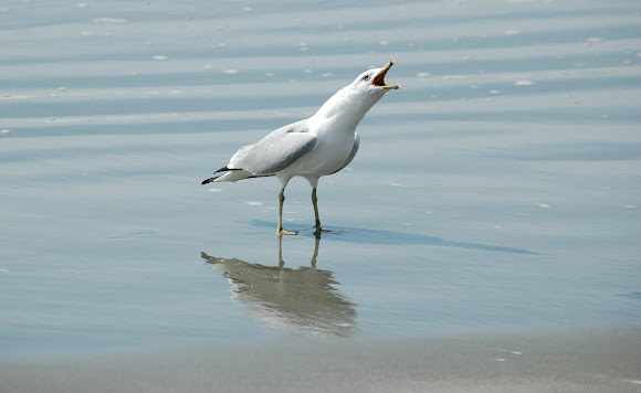 Spotting Image 1
