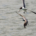 Laughing Sea Gull