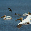 Great White Pelican