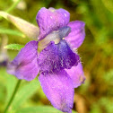 Menzie's Larkspur