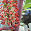 Carob Tree