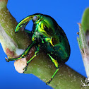Weevil