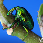 Weevil