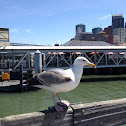 Sea Gull