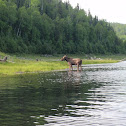 Moose