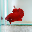 Plakat Betta or Fighting fish