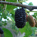 Texas Mulberry
