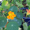 Nasturtium