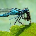 damselfly& dinner
