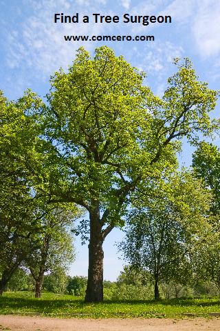 Find a Tree Surgeon UK