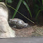 African Bullfrog