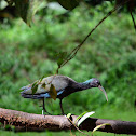 Ibis Verde- Green Ibis