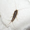 Silverfish