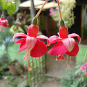 Fuchsia