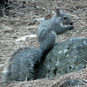 Western Gray Squirrel