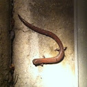 Garden Slender Salamander