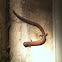 Garden Slender Salamander