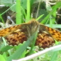 Niobe fritillary